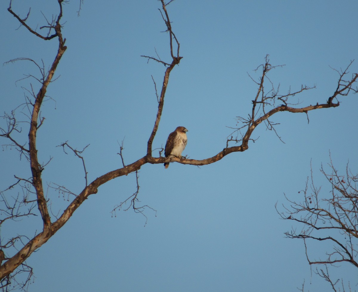 Red-tailed Hawk - Joshua  Eastlake