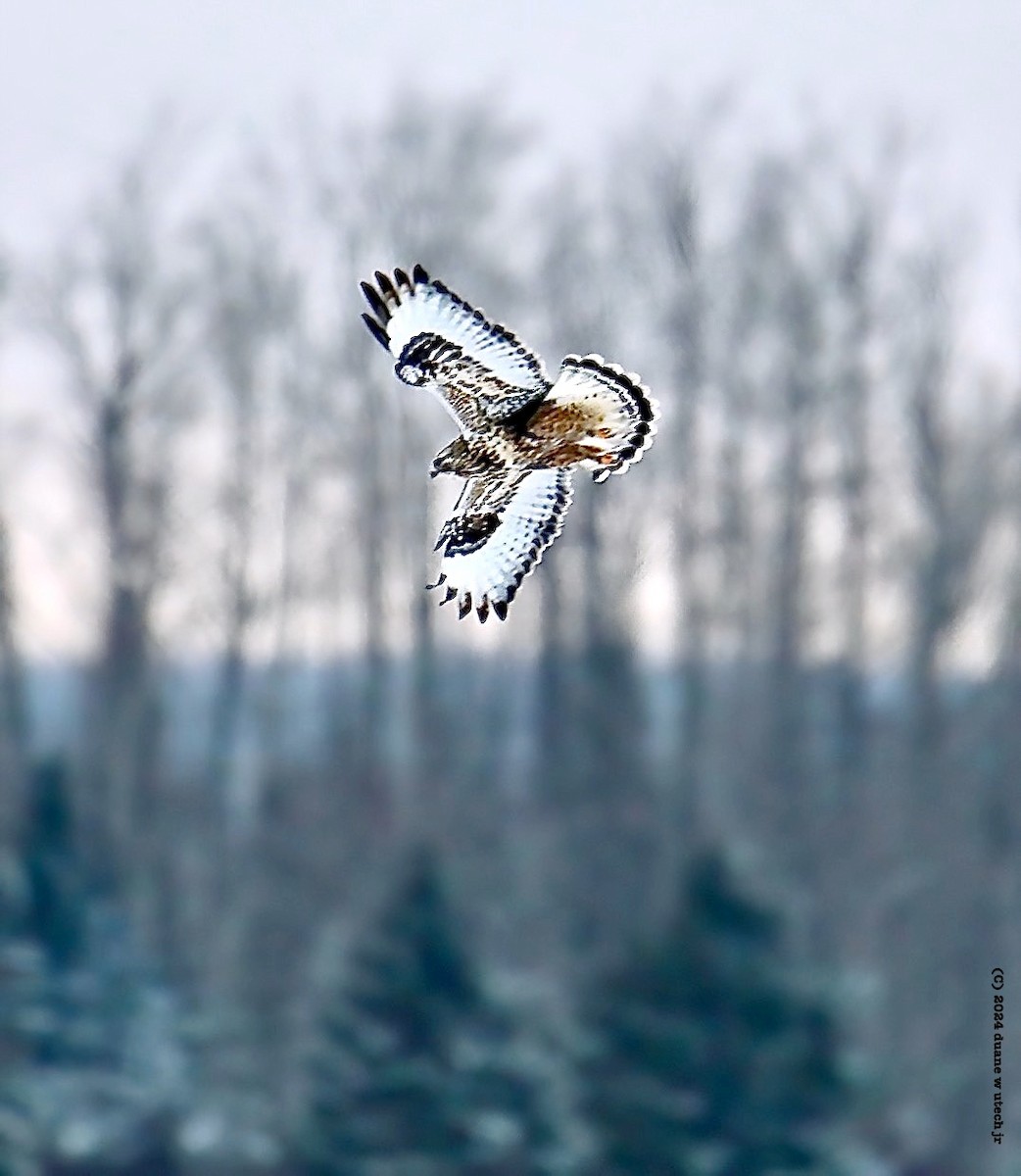 Rough-legged Hawk - ML613831778