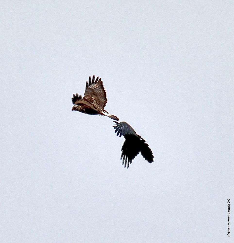 Rough-legged Hawk - duane utech