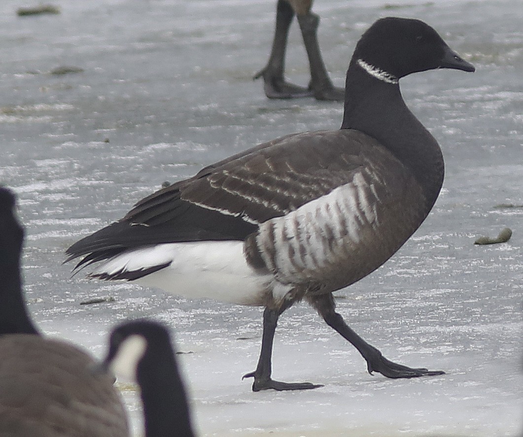 Brant (Black) - ML613831814