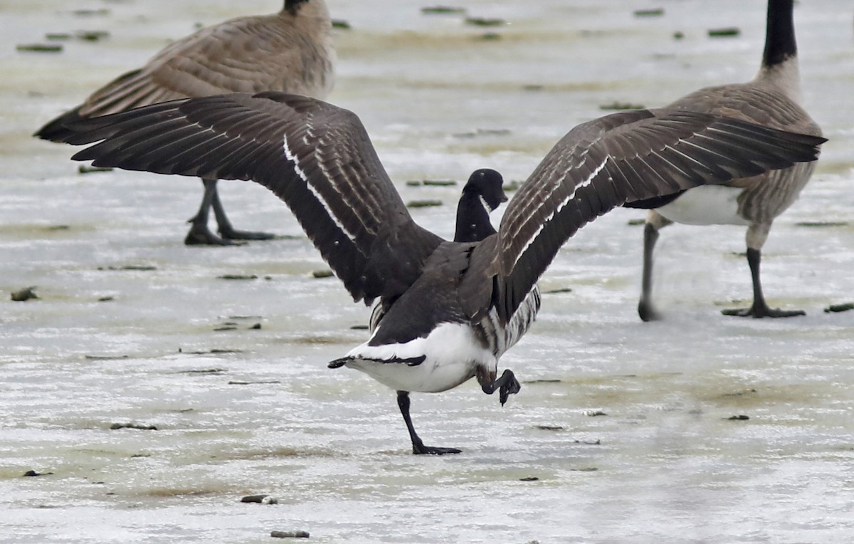 Brant (Black) - ML613831818