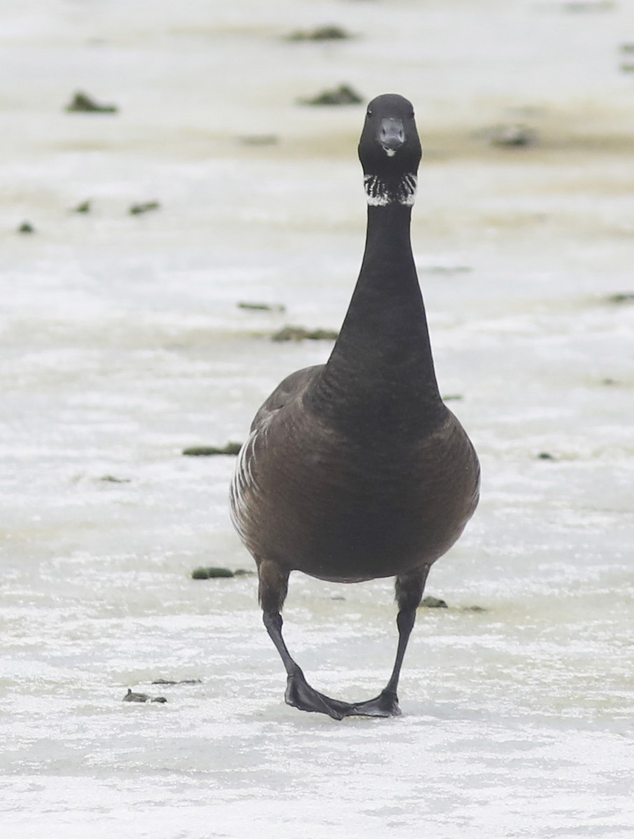 Brant (Black) - ML613831822