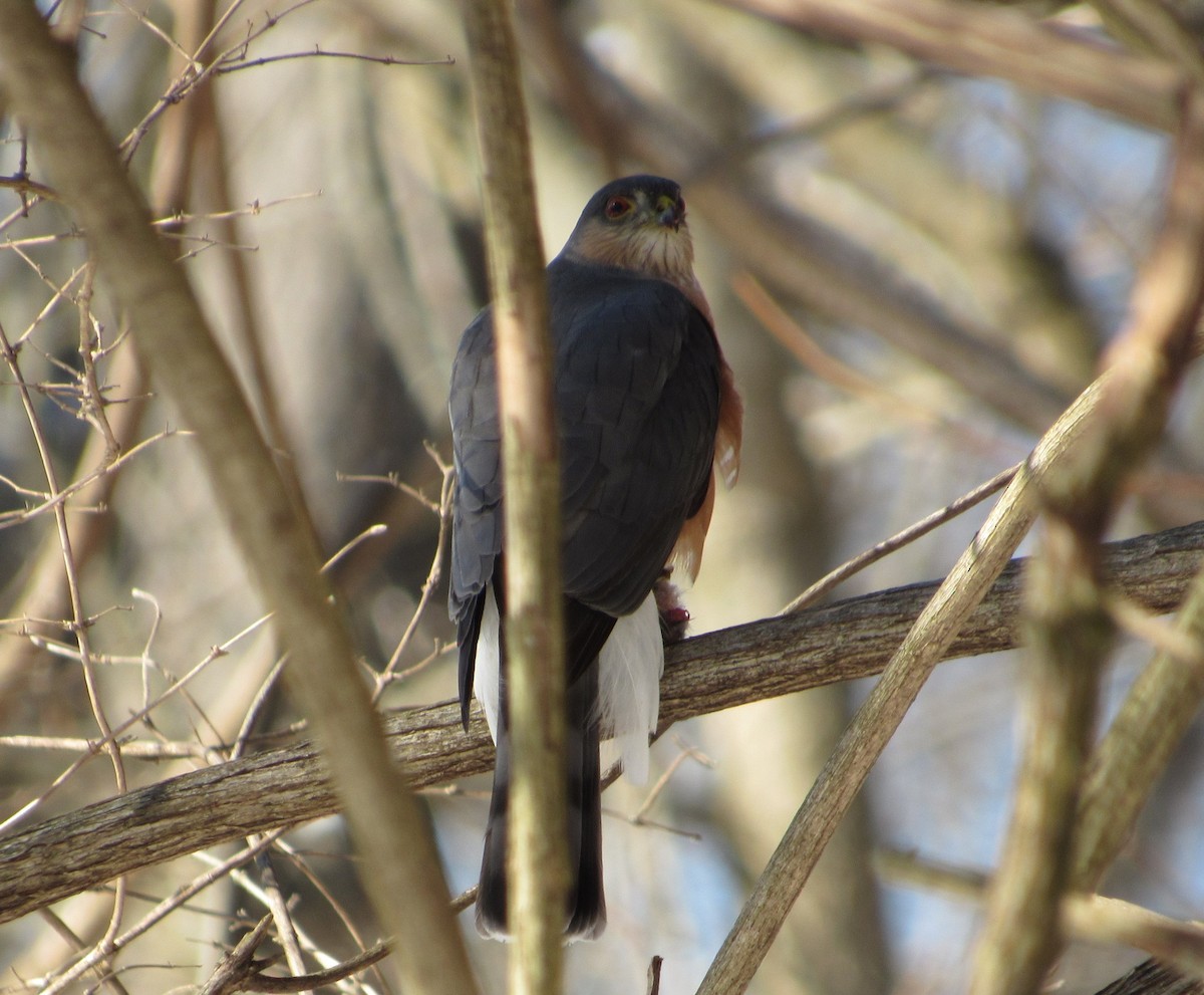 Sharp-shinned Hawk - Joshua  Eastlake