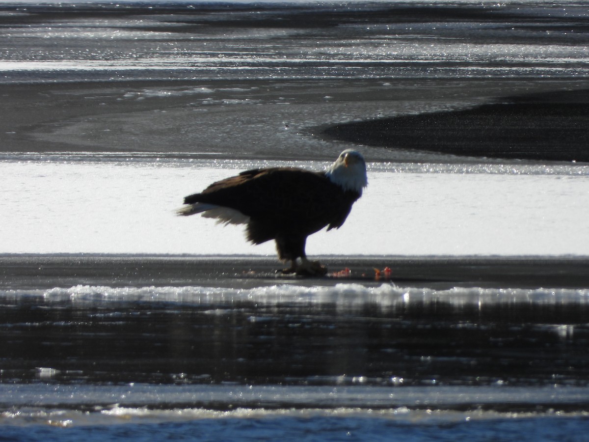 Weißkopf-Seeadler - ML613831846