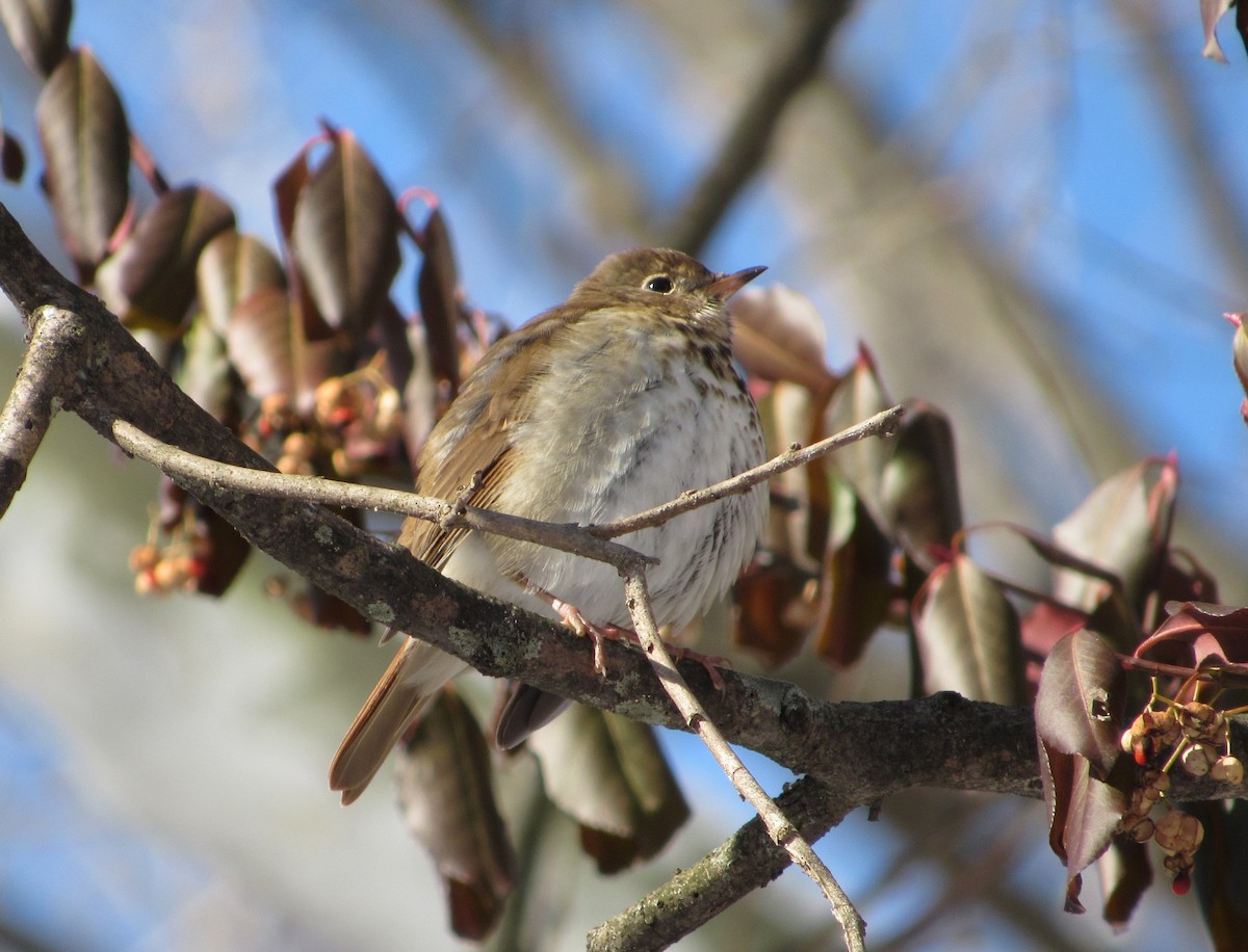 Hermit Thrush - ML613831860