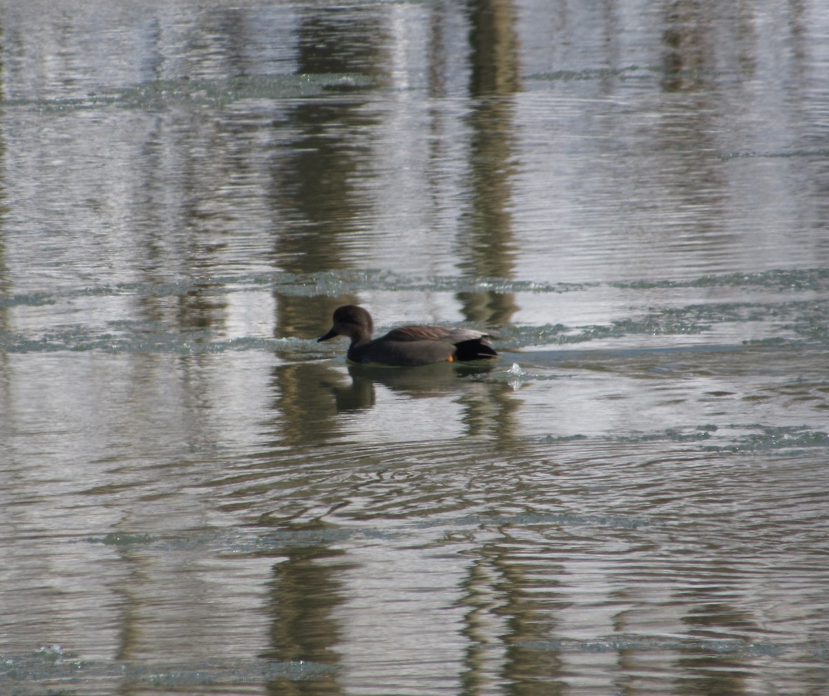 Gadwall - ML613831867