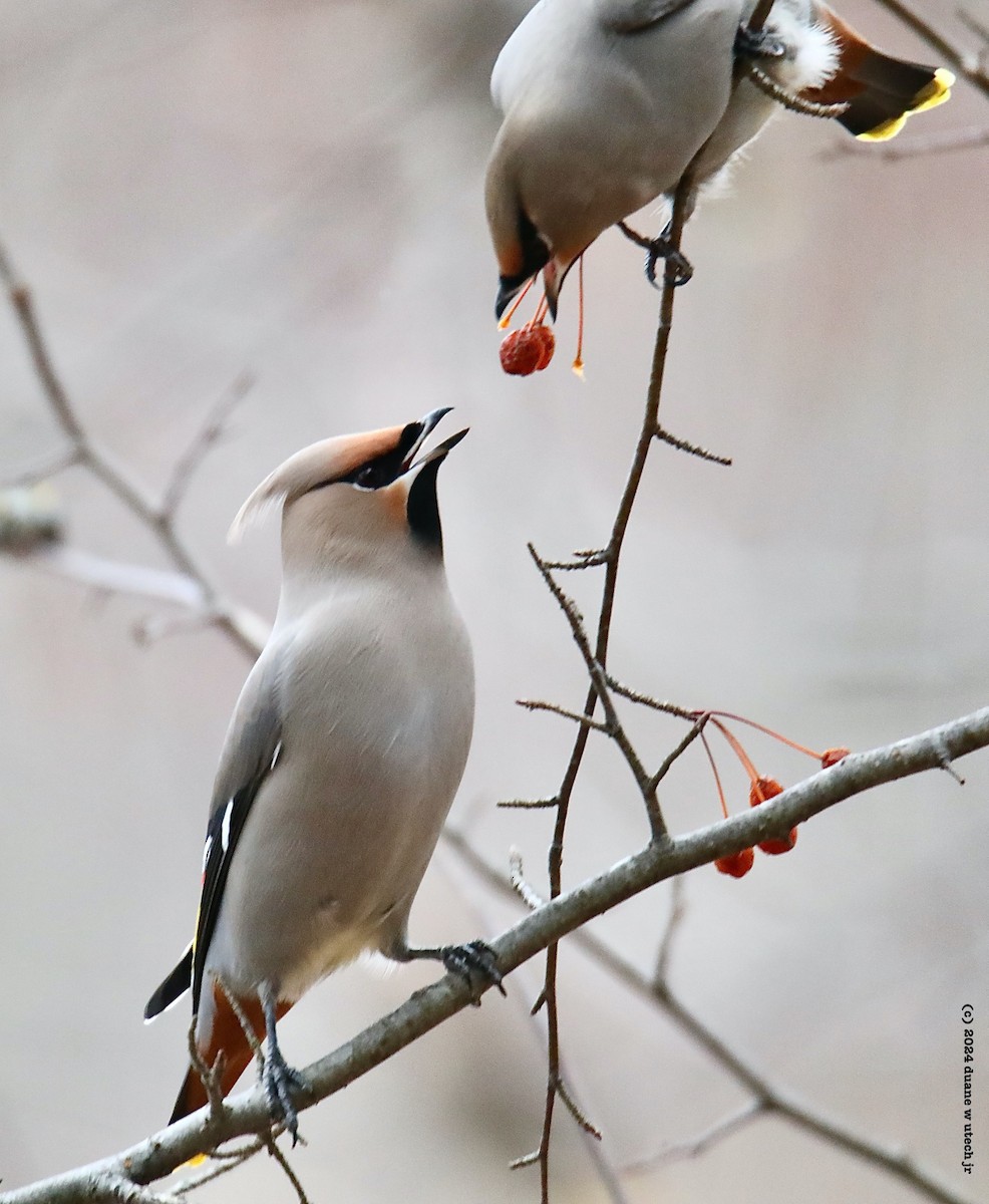 Bohemian Waxwing - ML613831878