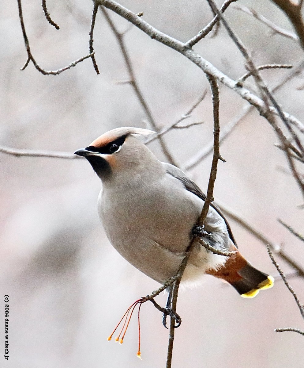 Bohemian Waxwing - ML613831880