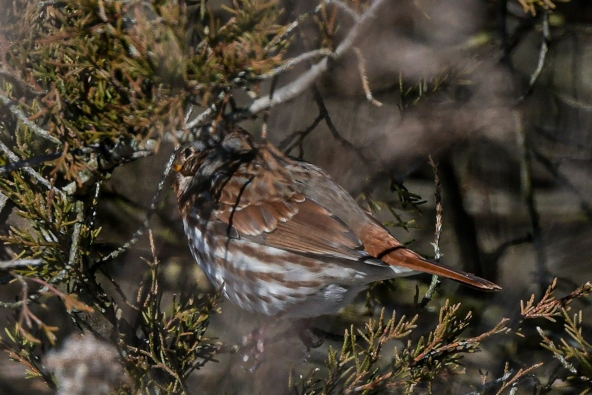 Fox Sparrow - ML613831924