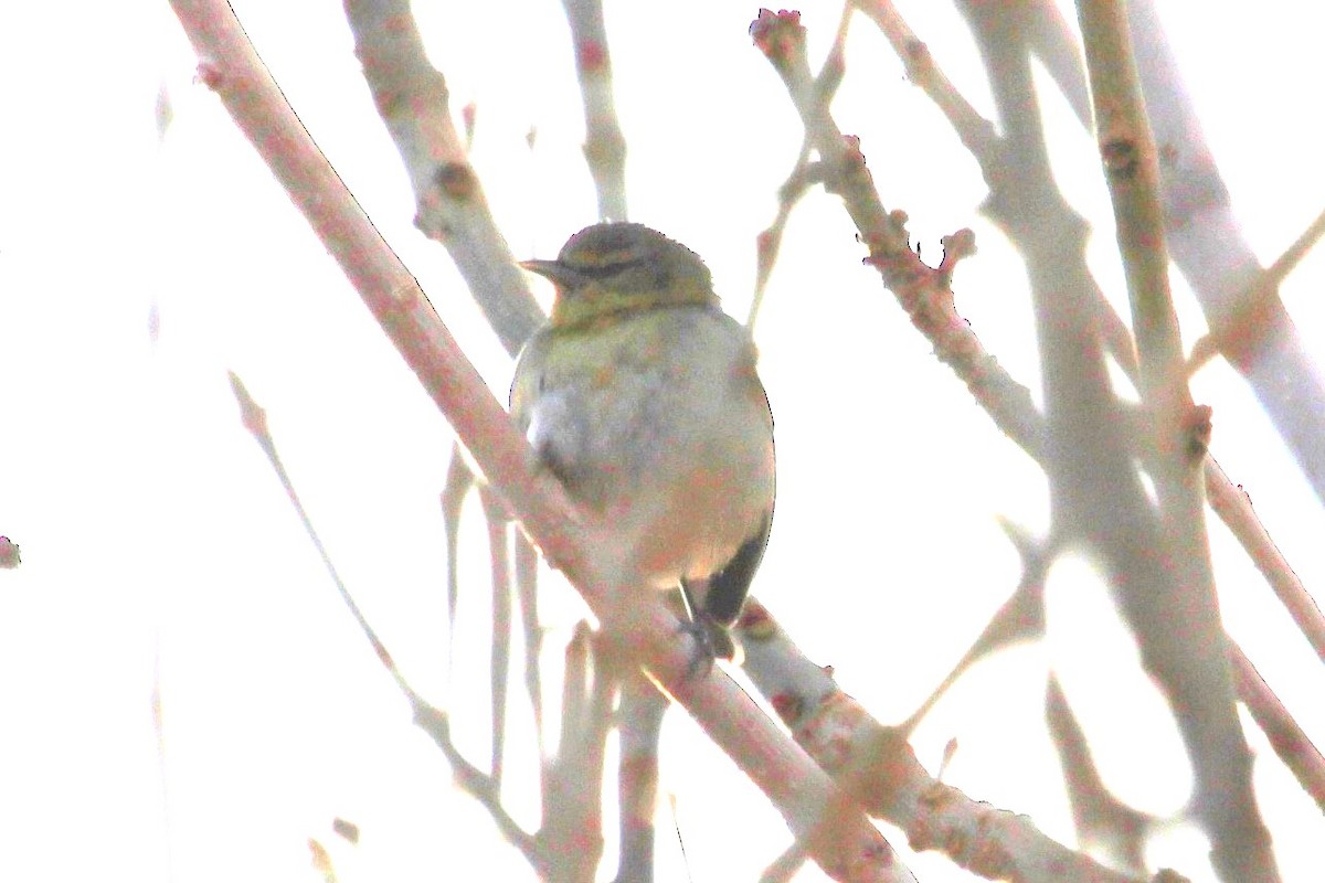 Tennessee Warbler - Anonymous