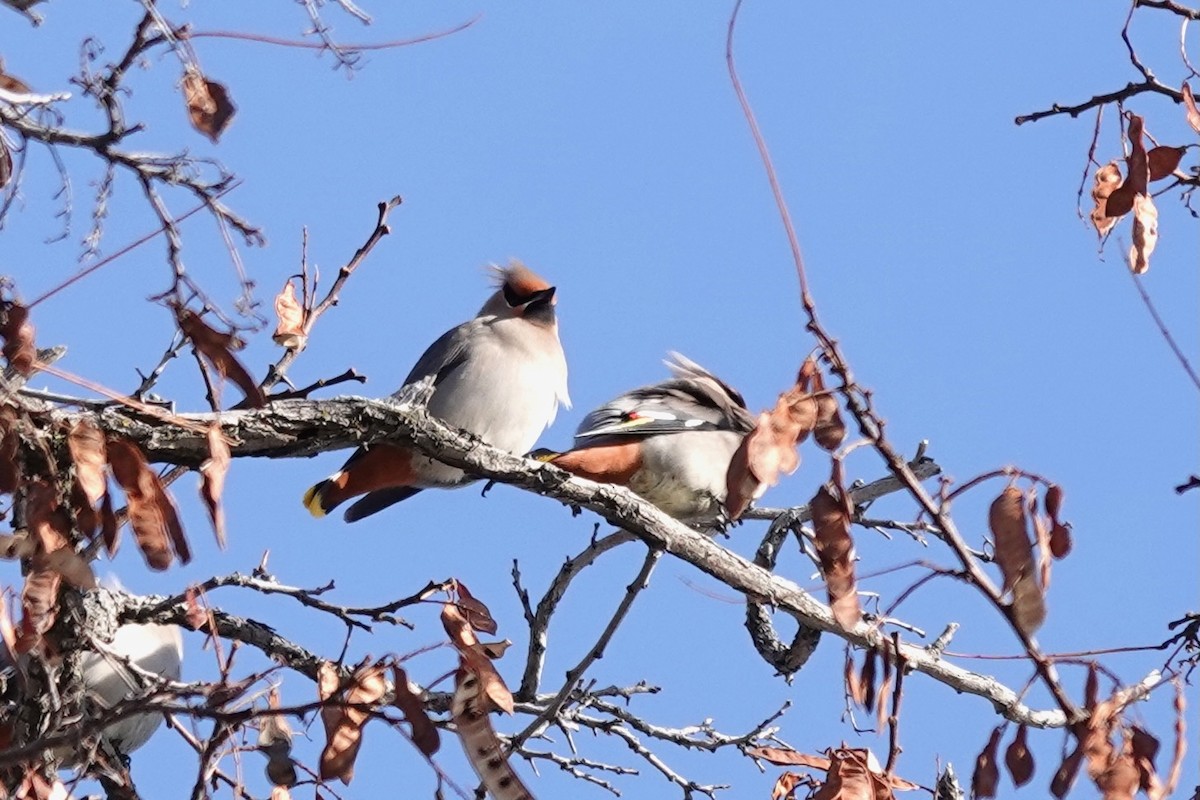 Bohemian Waxwing - Dondi Black