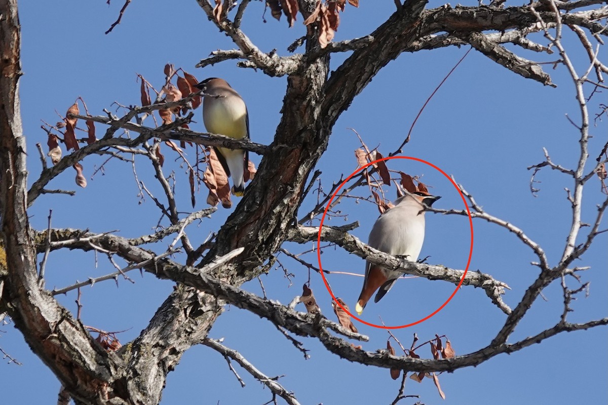 Bohemian Waxwing - ML613832158