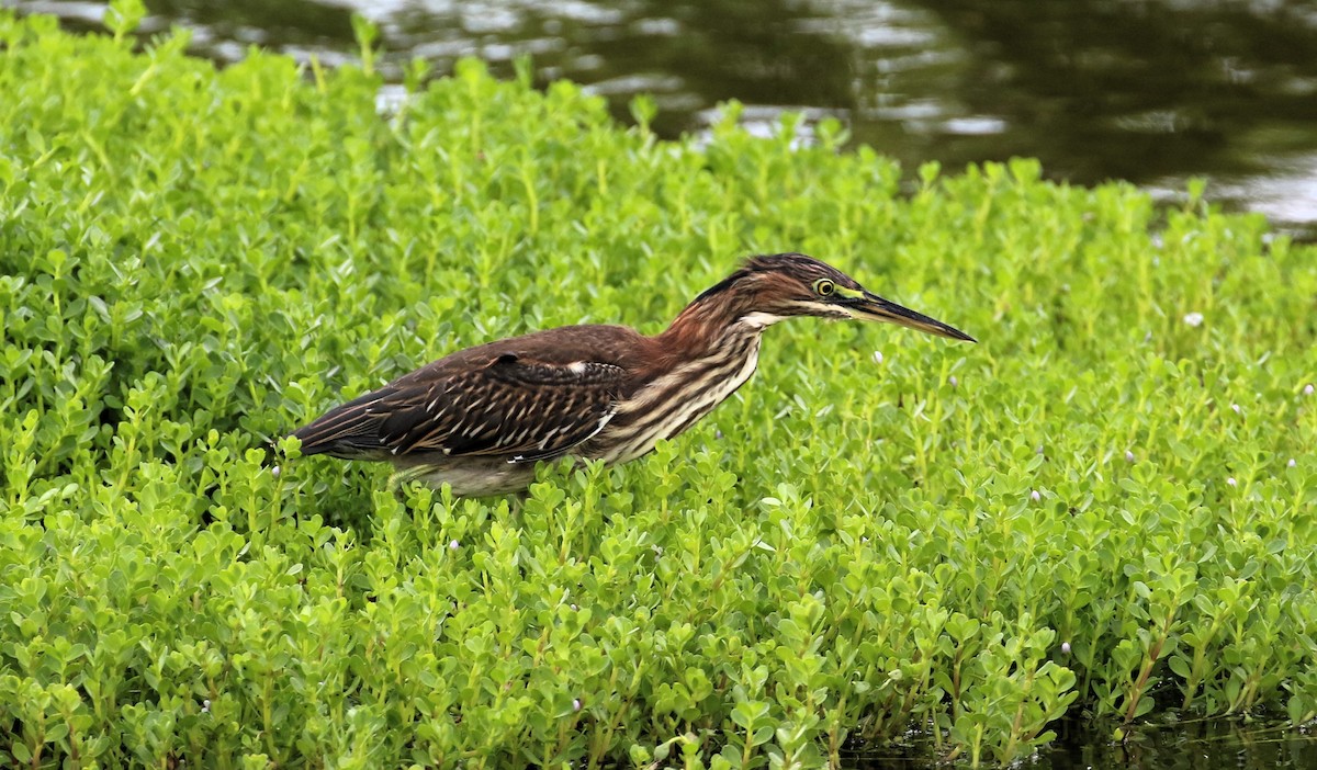 Green Heron - ML613832169