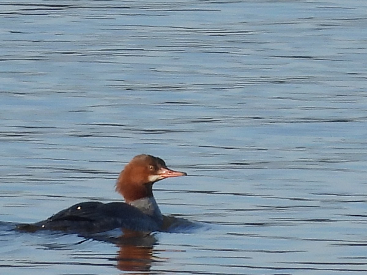 Common Merganser - ML613832171