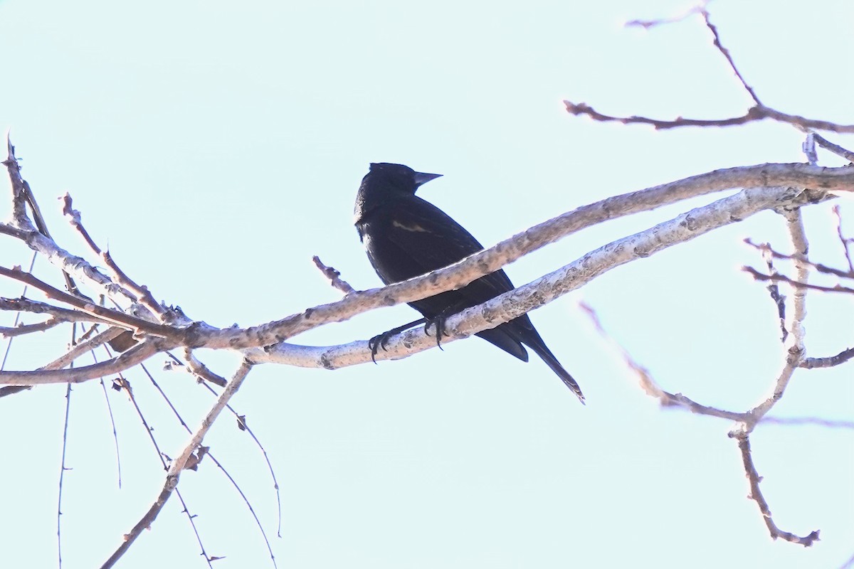 Red-winged Blackbird - Dondi Black