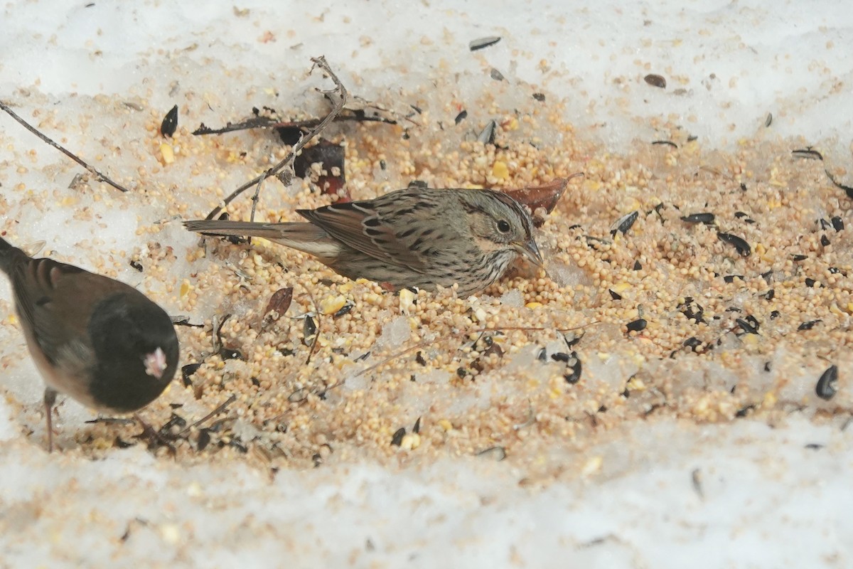 strnadec pruhohlavý - ML613832196