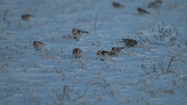 Цасч хөмрөг - ML613832204