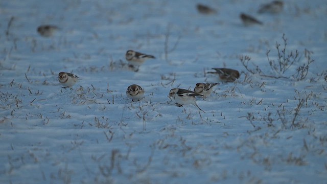 Snow Bunting - ML613832204