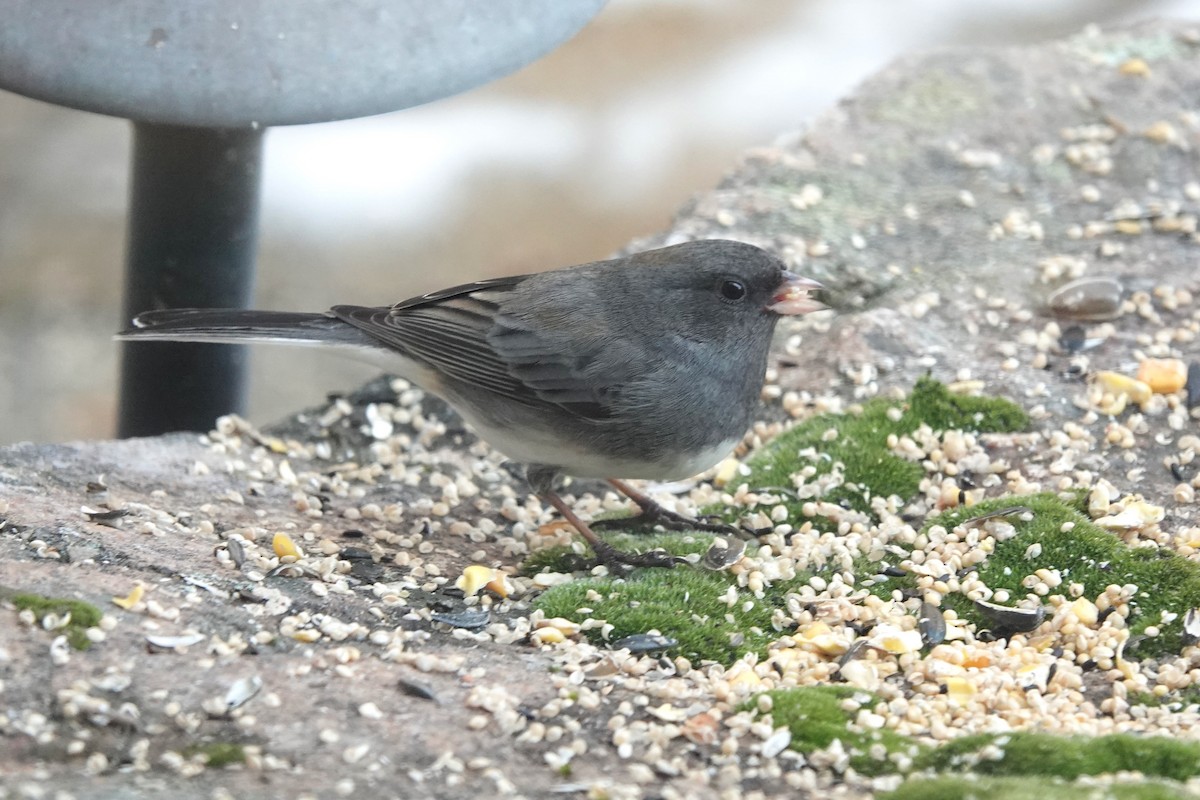 Dark-eyed Junco - Dondi Black