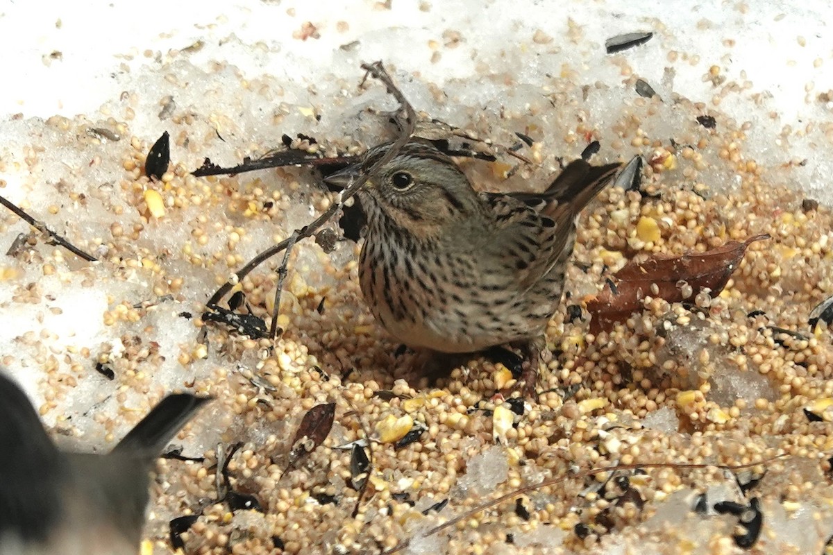 strnadec pruhohlavý - ML613832216