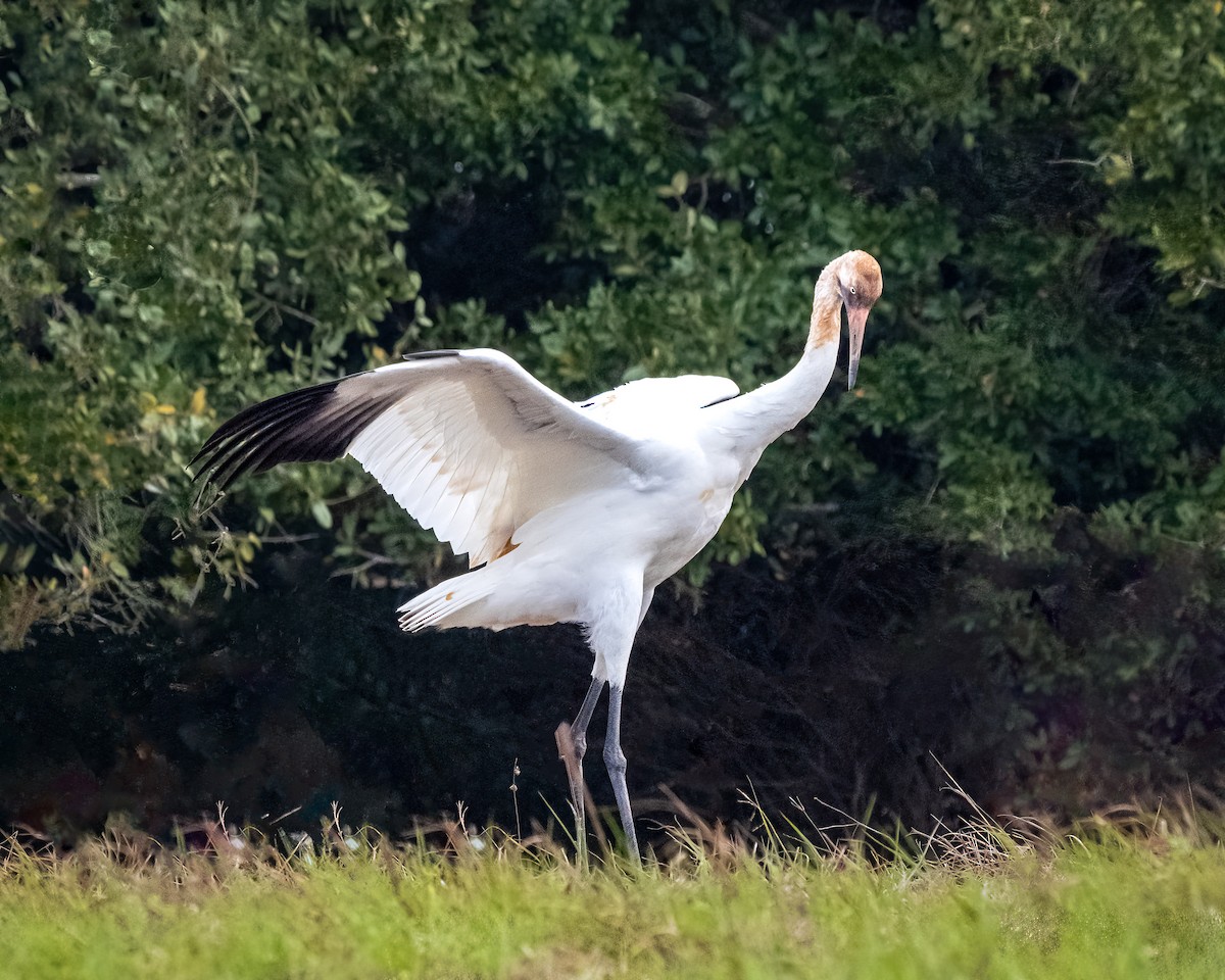 Grulla Trompetera - ML613832288