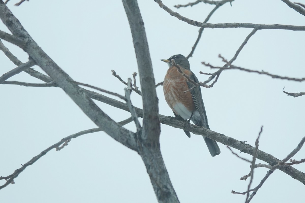 American Robin - Dondi Black