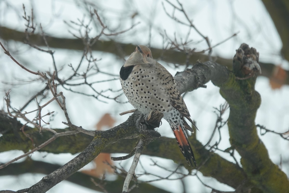 datel zlatý - ML613832302