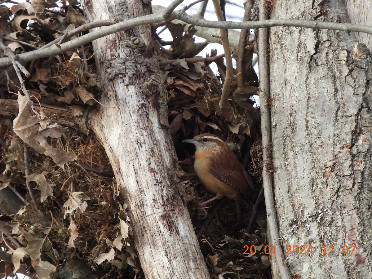 Carolina Wren - ML613832337