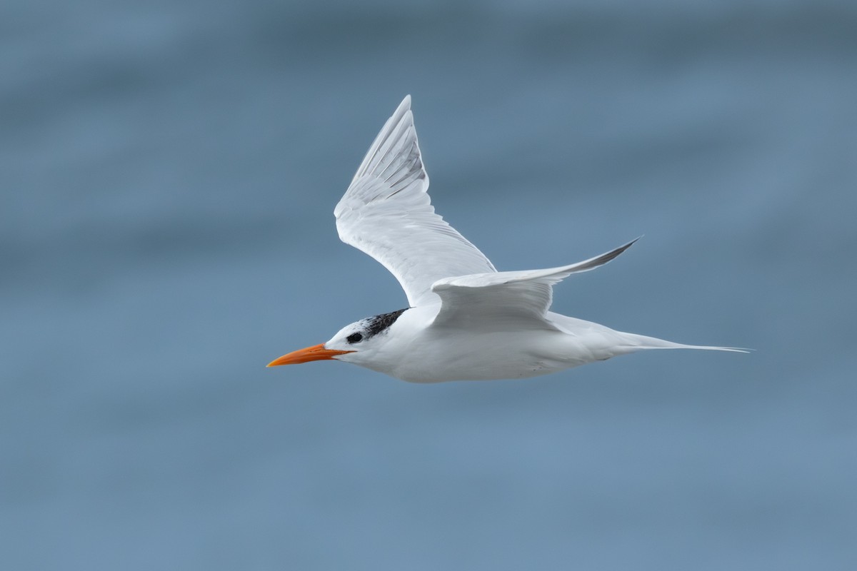 Royal Tern - ML613832361