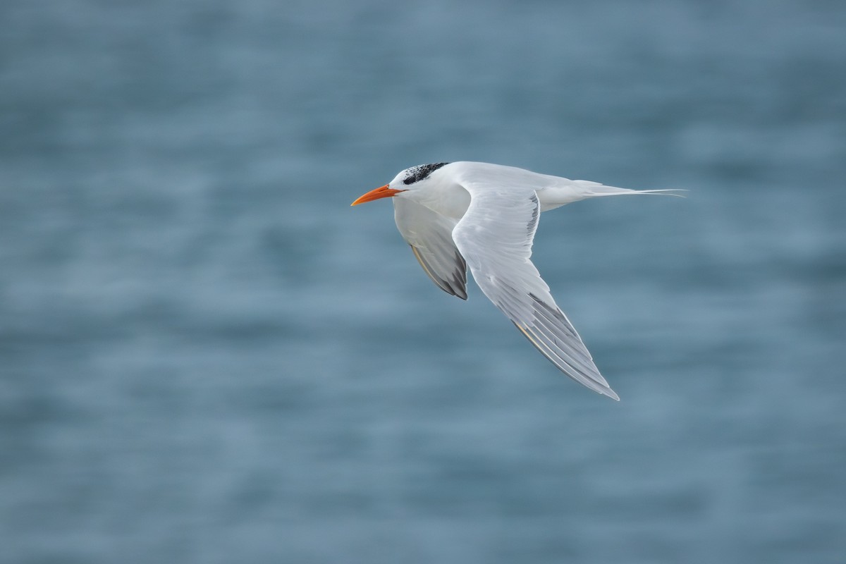 Royal Tern - ML613832365