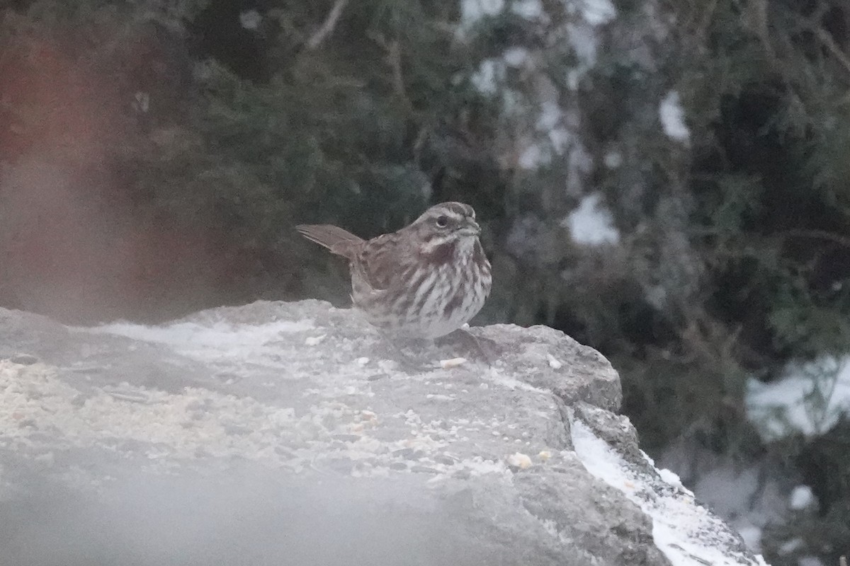 strnadec zpěvný - ML613832379