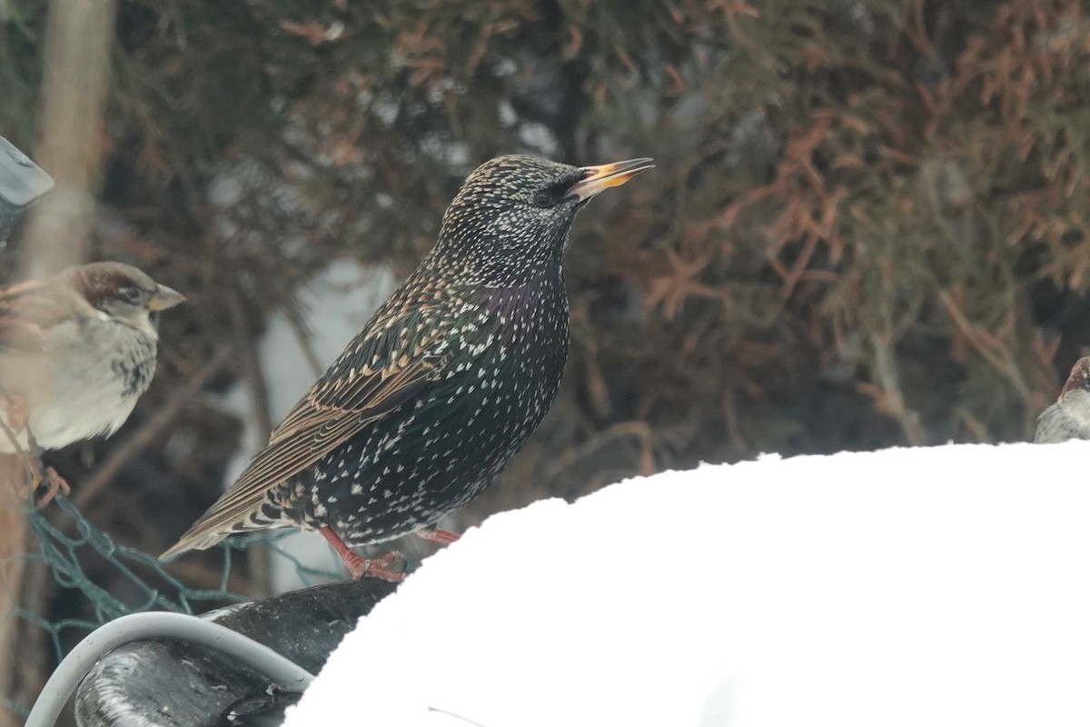 špaček obecný - ML613832403