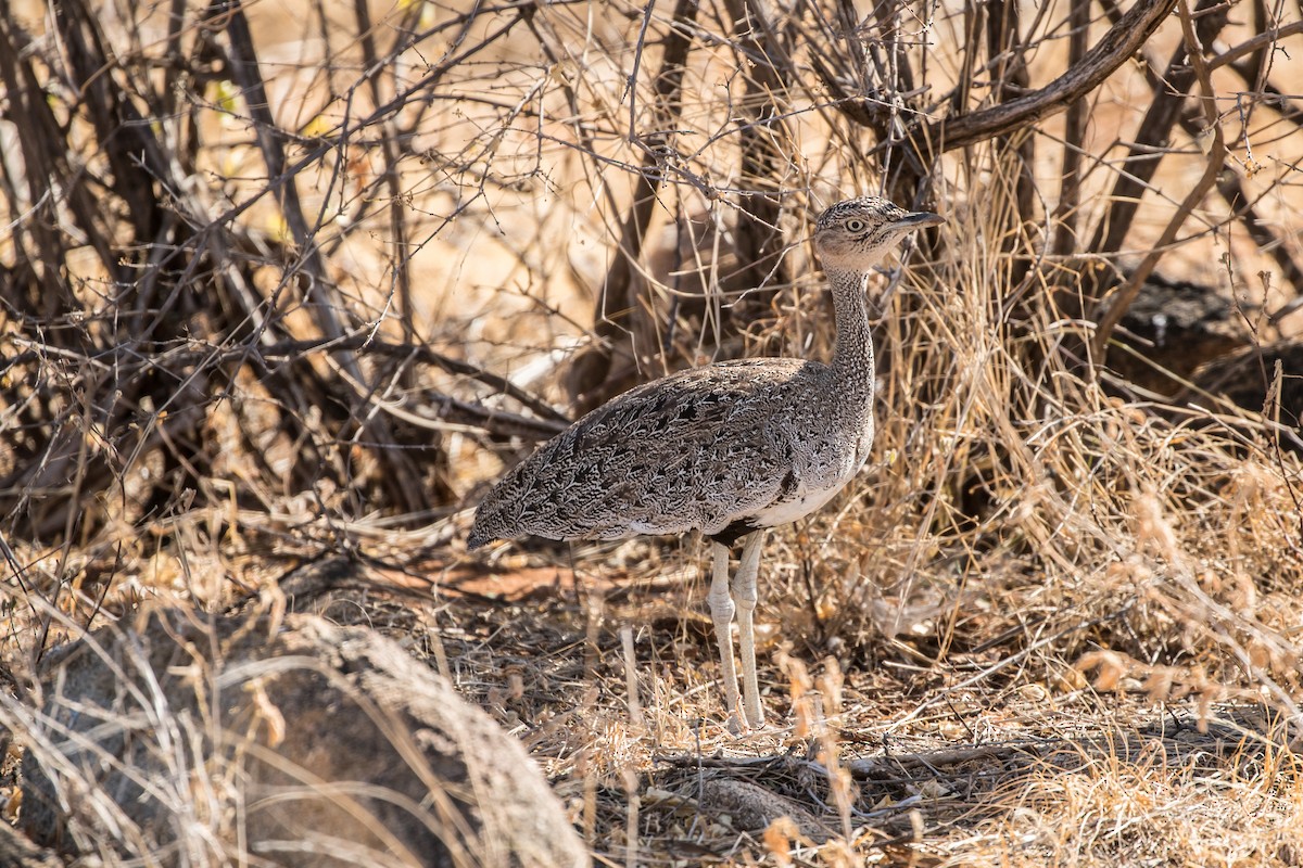 Buff-crested Bustard - ML613832407