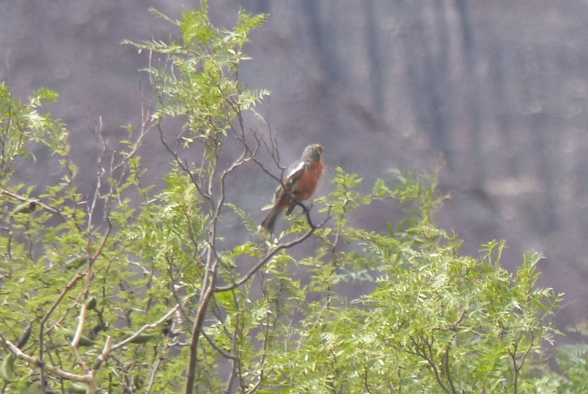 bylinorubec bělopásý - ML613832408