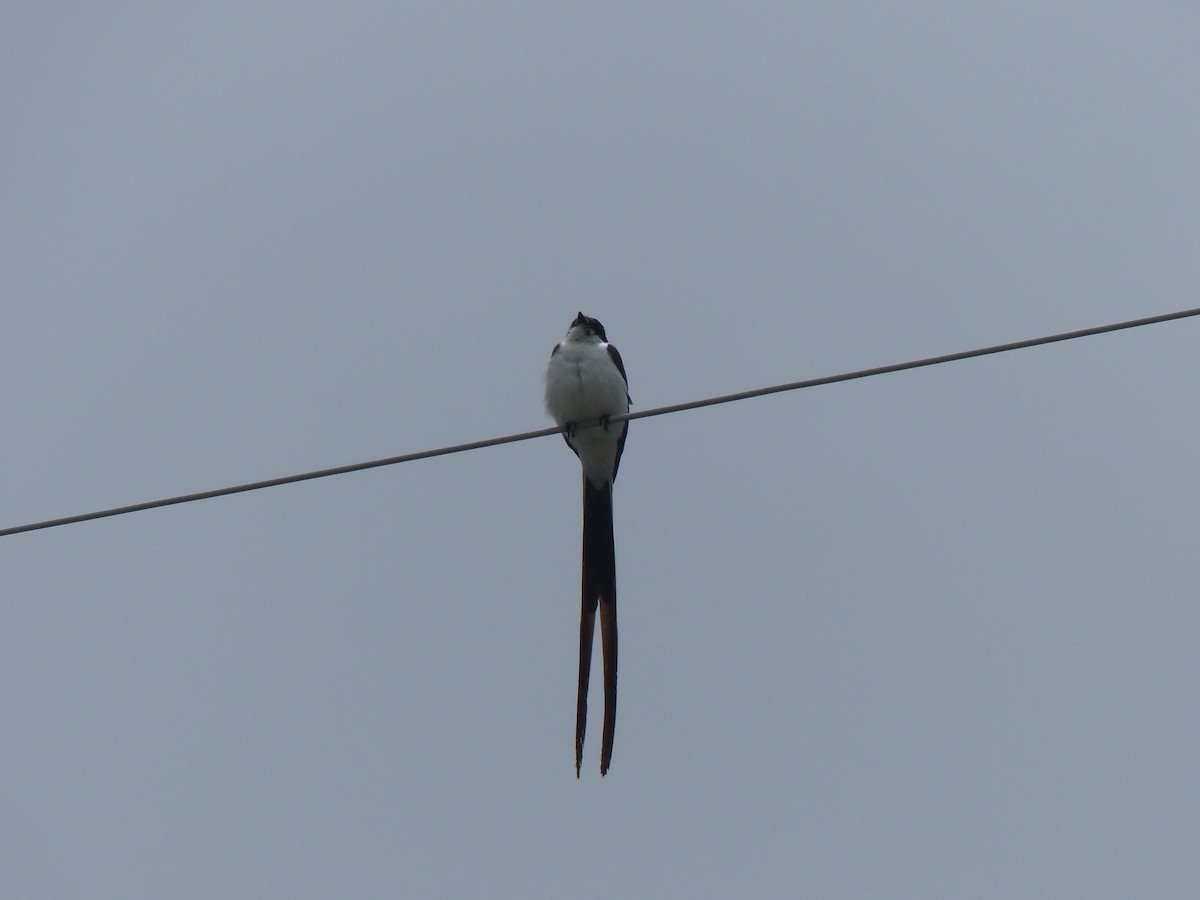 Fork-tailed Flycatcher - ML613832417