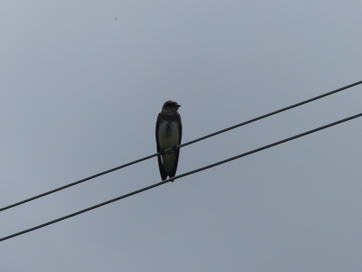 jiřička hnědoprsá - ML613832432