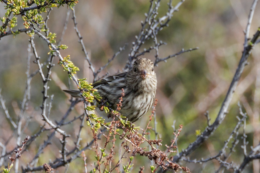 Pine Siskin - ML613832434