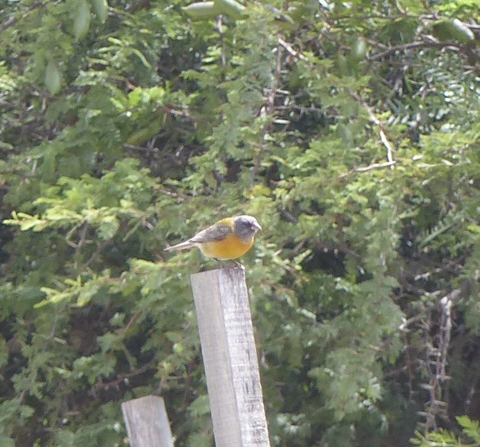 Gray-hooded Sierra Finch - ML613832440