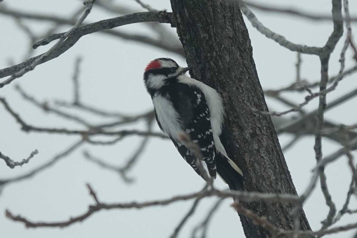 Downy Woodpecker - Dondi Black