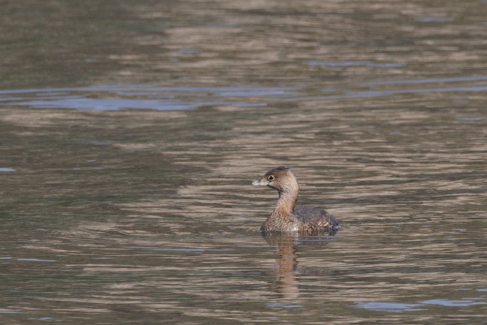 Pied-billed Grebe - ML613832444