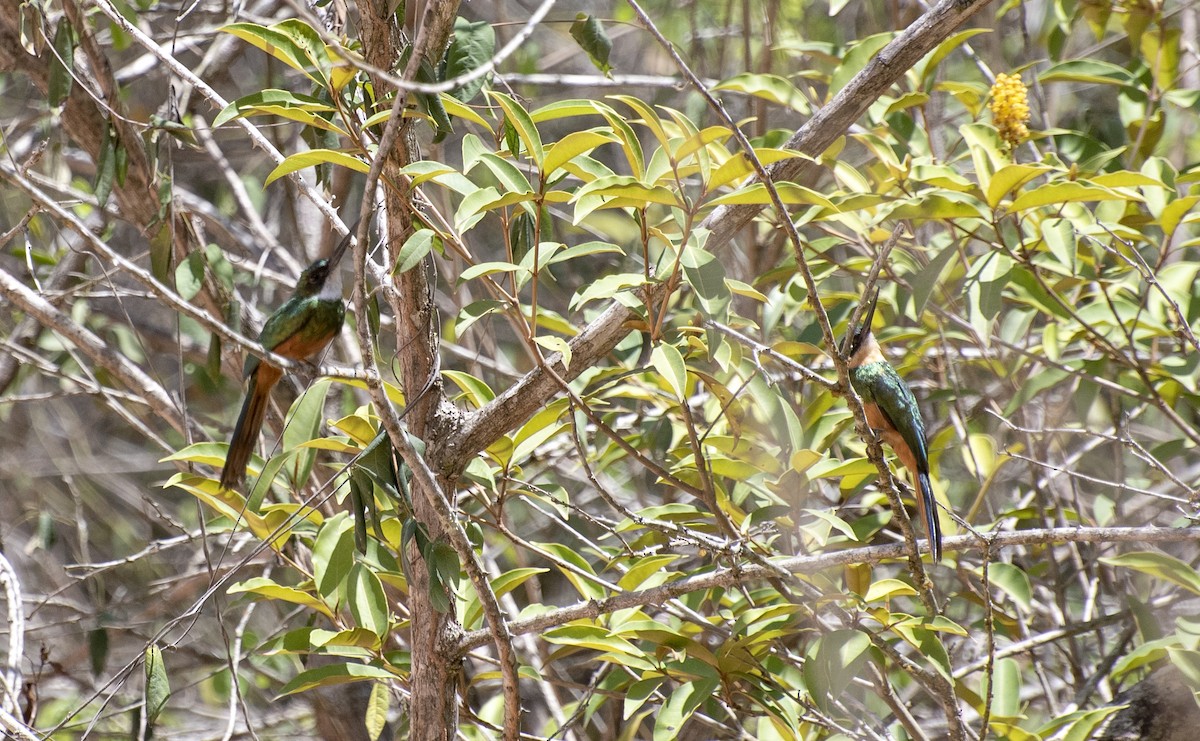 Rufous-tailed Jacamar - ML613832495