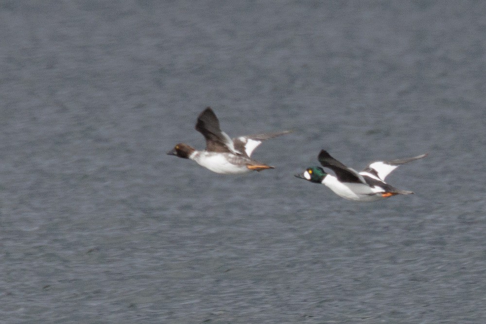 Common Goldeneye - ML613832500