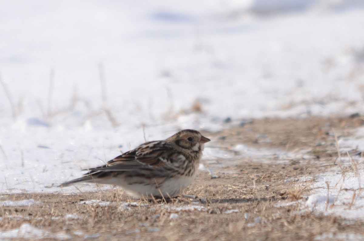 Lapland Longspur - ML613832528