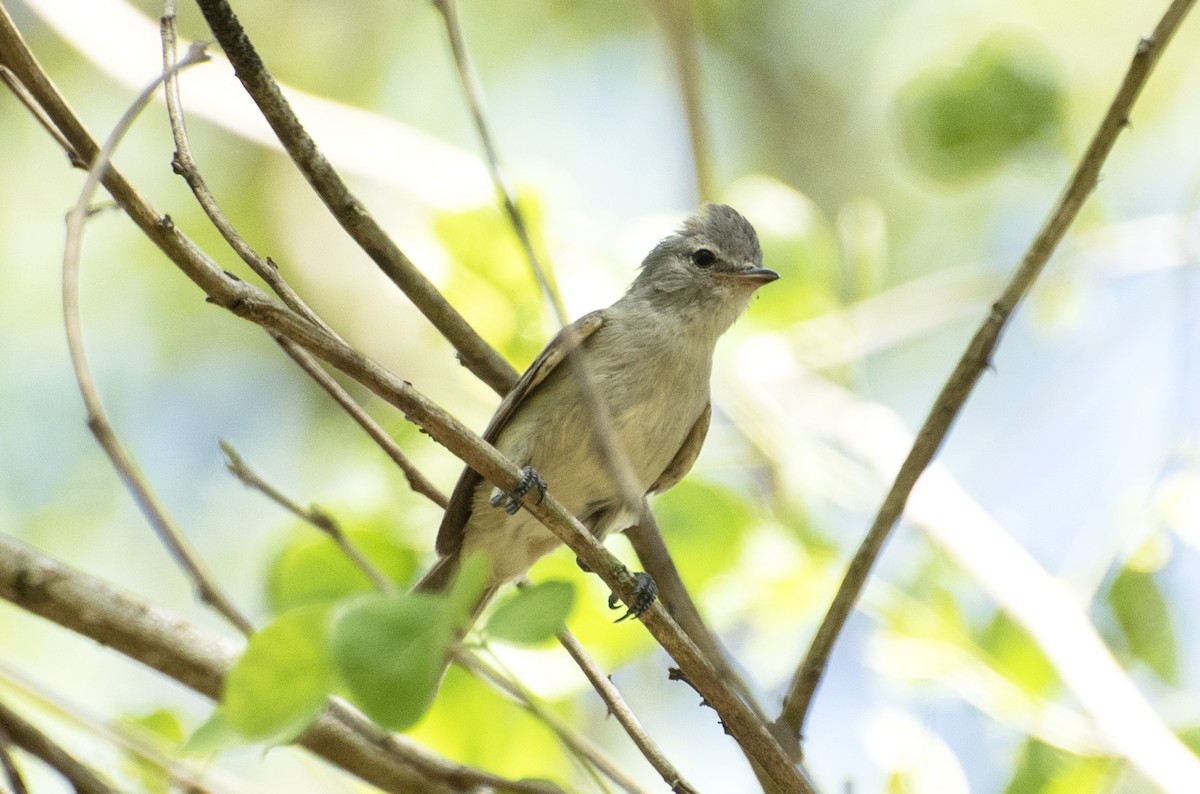 Southern Beardless-Tyrannulet - ML613832542