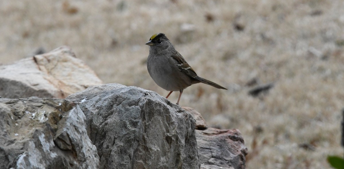 Golden-crowned Sparrow - ML613832594