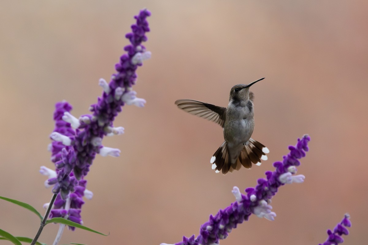 Black-chinned Hummingbird - ML613832599