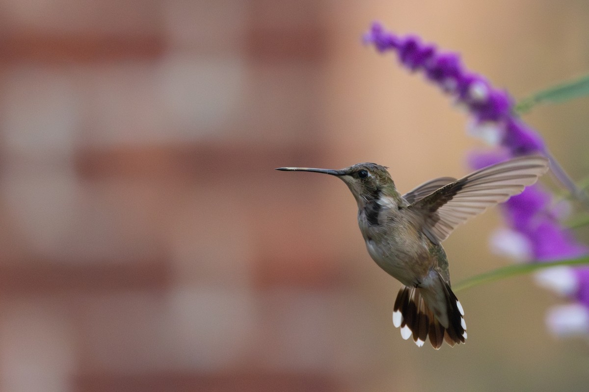 Black-chinned Hummingbird - ML613832601