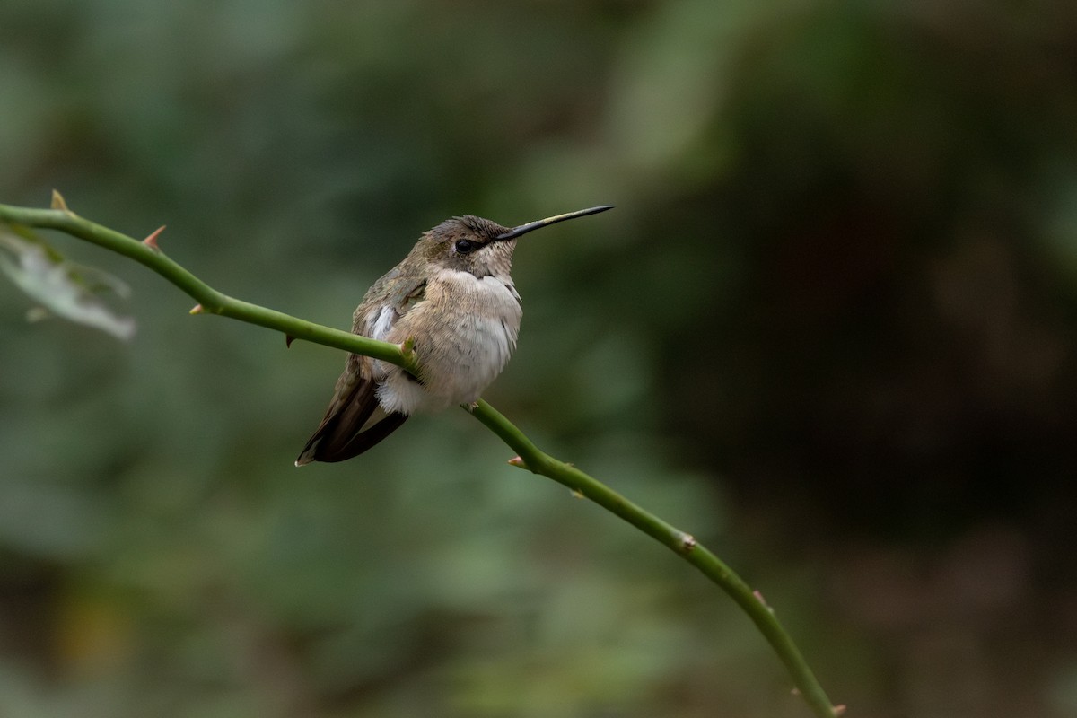 Black-chinned Hummingbird - ML613832614