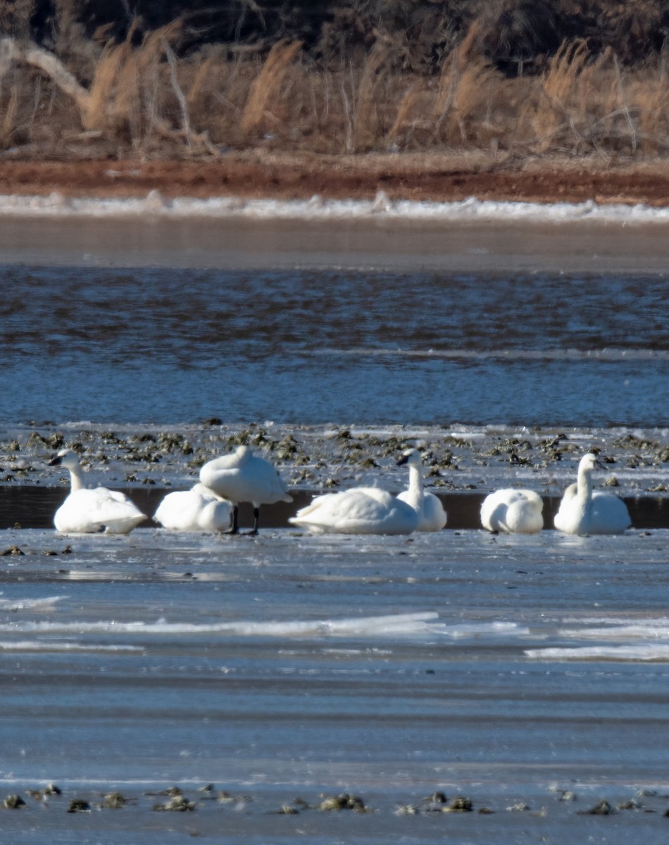 Tundra Swan - ML613832623