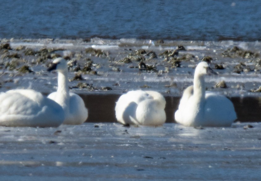 Tundra Swan - Kevin Wilson